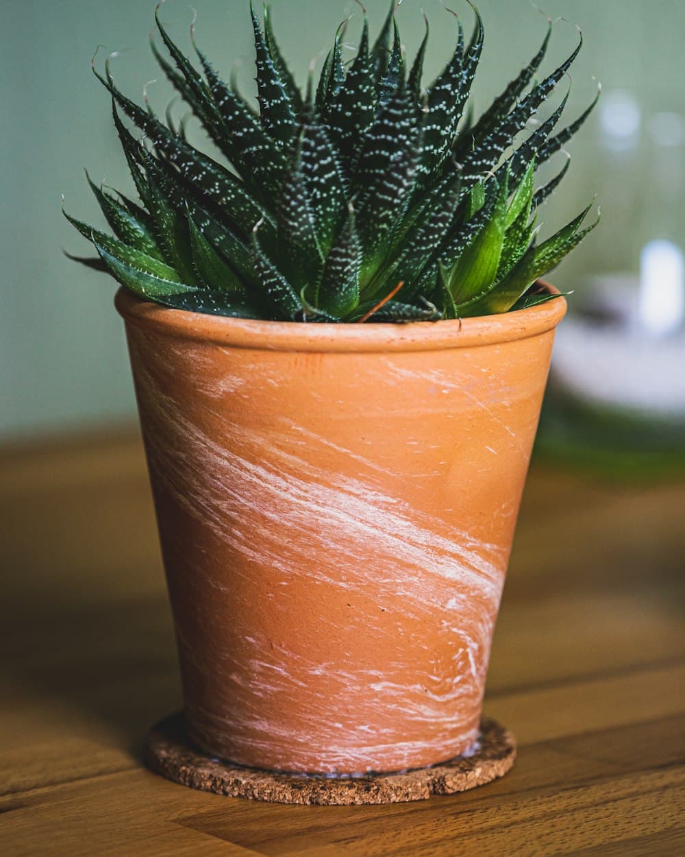 Maceta de terracota con una planta suculenta sobre plato de apoyo